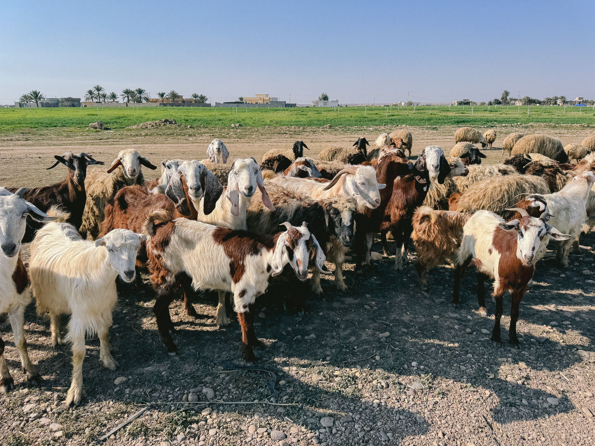 A herd of goats and sheep gathered on a rocky patch of farmland in southern Iraq, with green fields, palm trees, and rural buildings visible in the background under a clear blue sky.