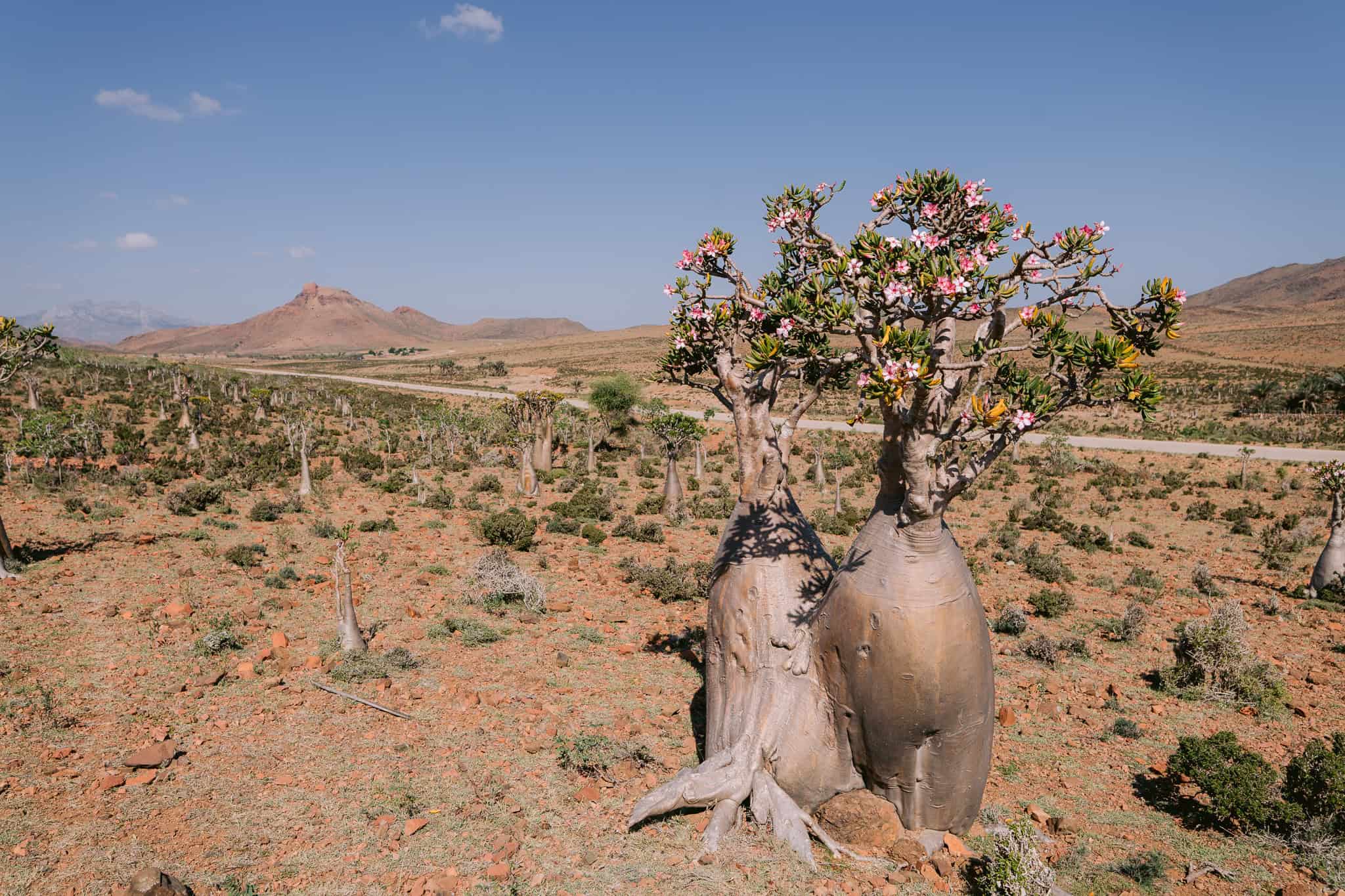 Blooming bottle tree in Socotra’s rugged landscape, with pink flowers standing out against the island’s rocky desert terrain and distant mountains — one of the unique sights when exploring things to do in Socotra.