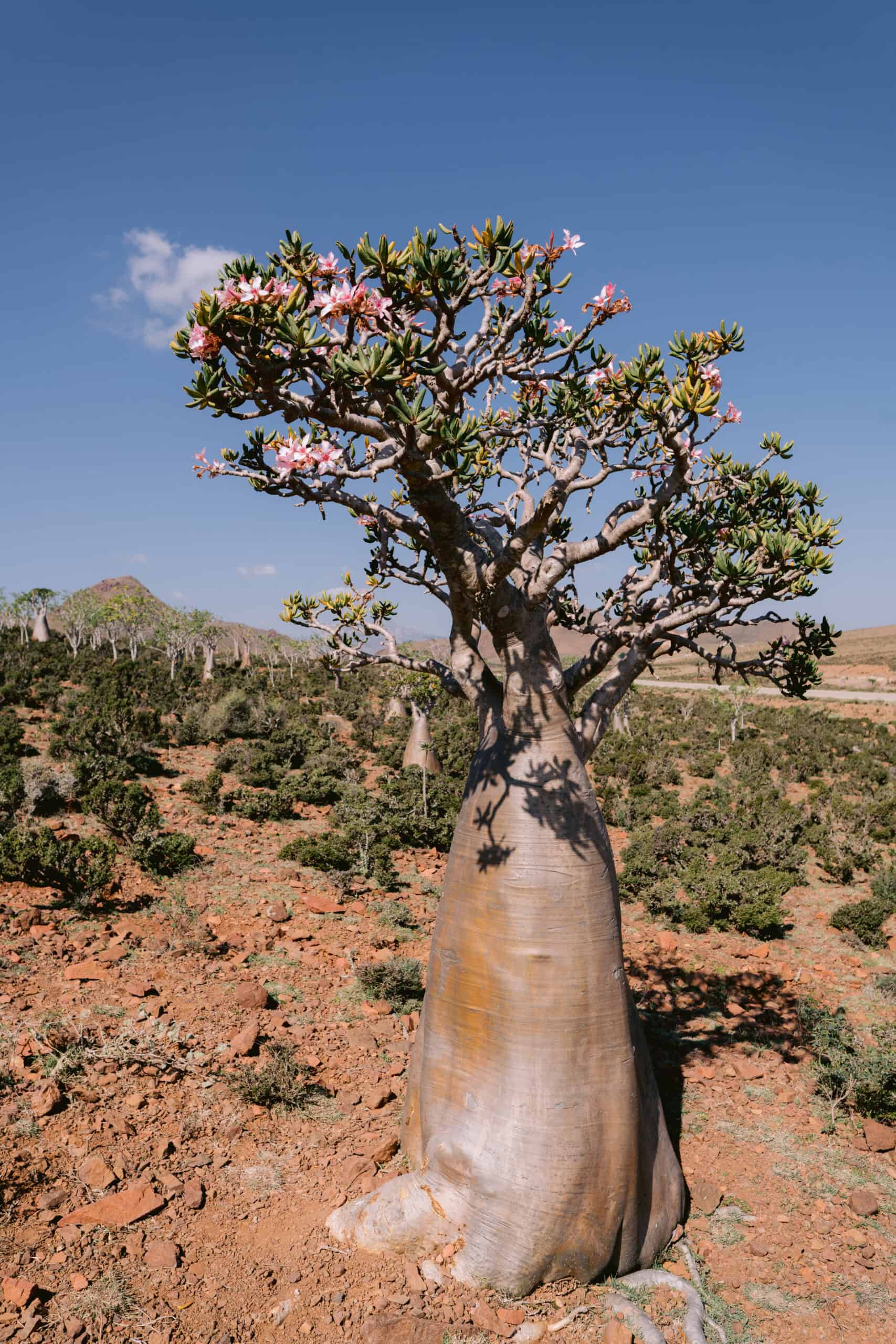 Blooming desert rose tree on Socotra Island, Yemen, standing in a peaceful rocky landscape under clear blue skies — showcasing the island’s safe and serene natural beauty.