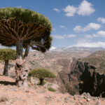 Dragon blood trees perched along the edge of a dramatic canyon in Socotra’s Diksam Plateau, one of the island’s most iconic landscapes and a must-see for travelers exploring unique things to do in Socotra.