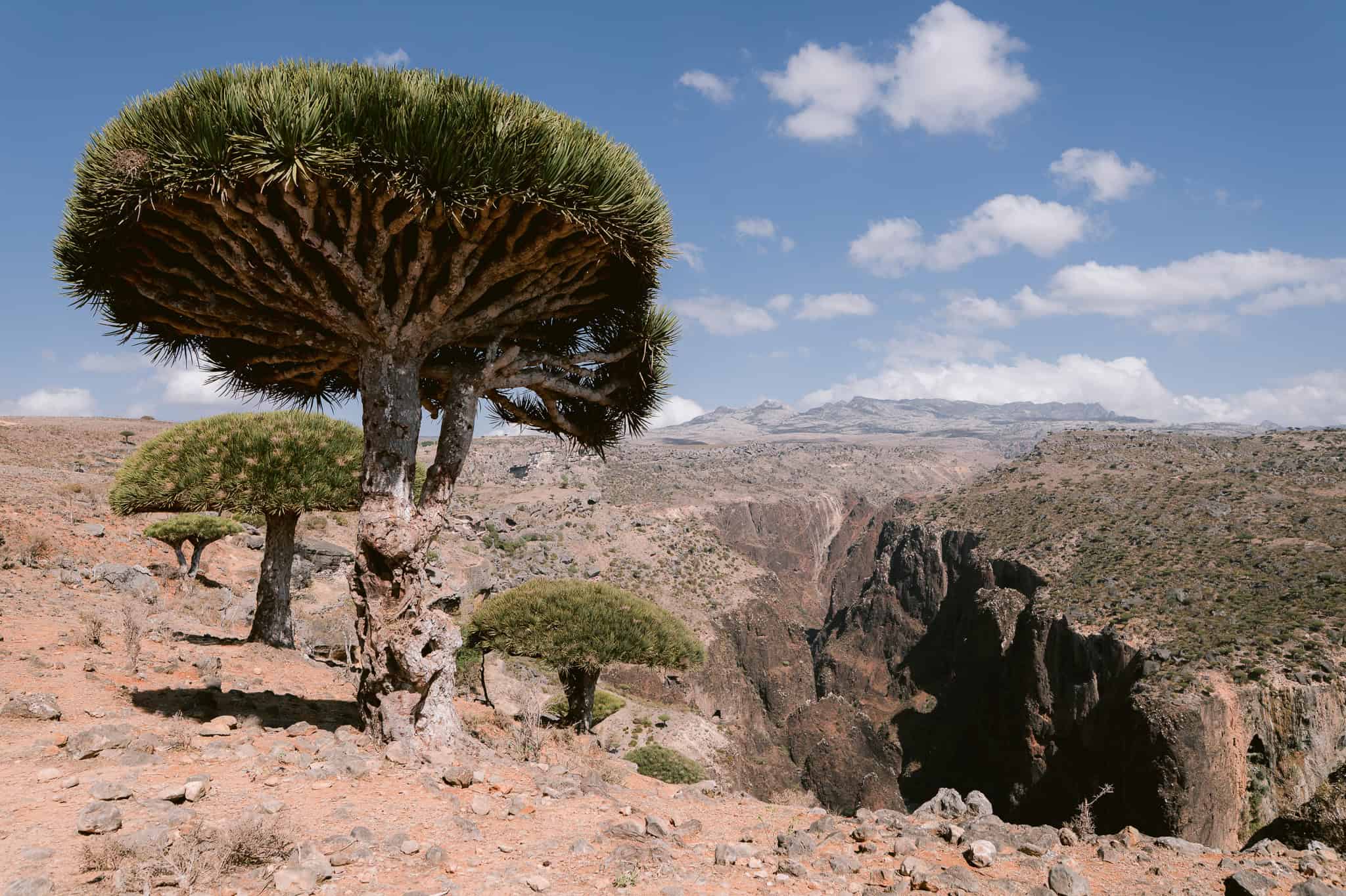 Dragon blood trees perched along the edge of a dramatic canyon in Socotra’s Diksam Plateau, one of the island’s most iconic landscapes and a must-see for travelers exploring unique things to do in Socotra.