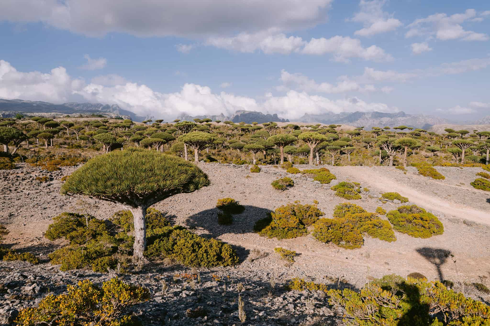 Expansive Firhmin Forest on Socotra Island, home to the world’s largest concentration of dragon blood trees — an unmissable stop for anyone seeking the best things to do in Socotra.