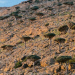 Dragon blood trees on a rocky hillside in Socotra at golden hour, highlighting the island’s unique and safe-to-explore landscapes.