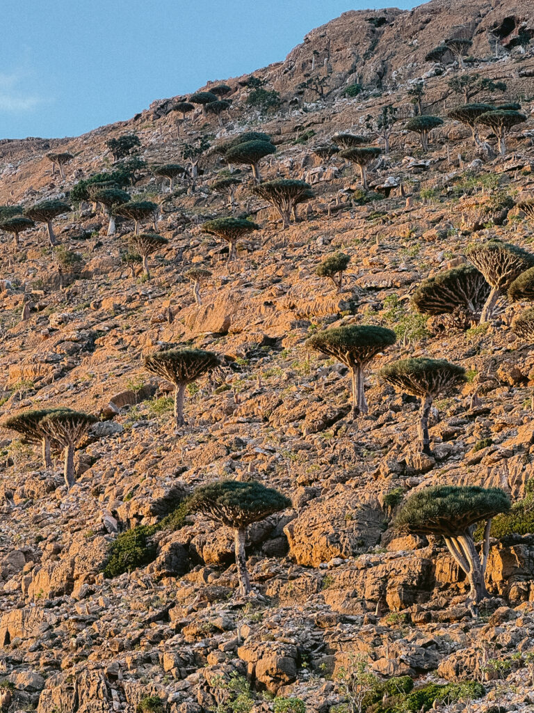 Dragon blood trees on a rocky hillside in Socotra at golden hour, highlighting the island’s unique and safe-to-explore landscapes.