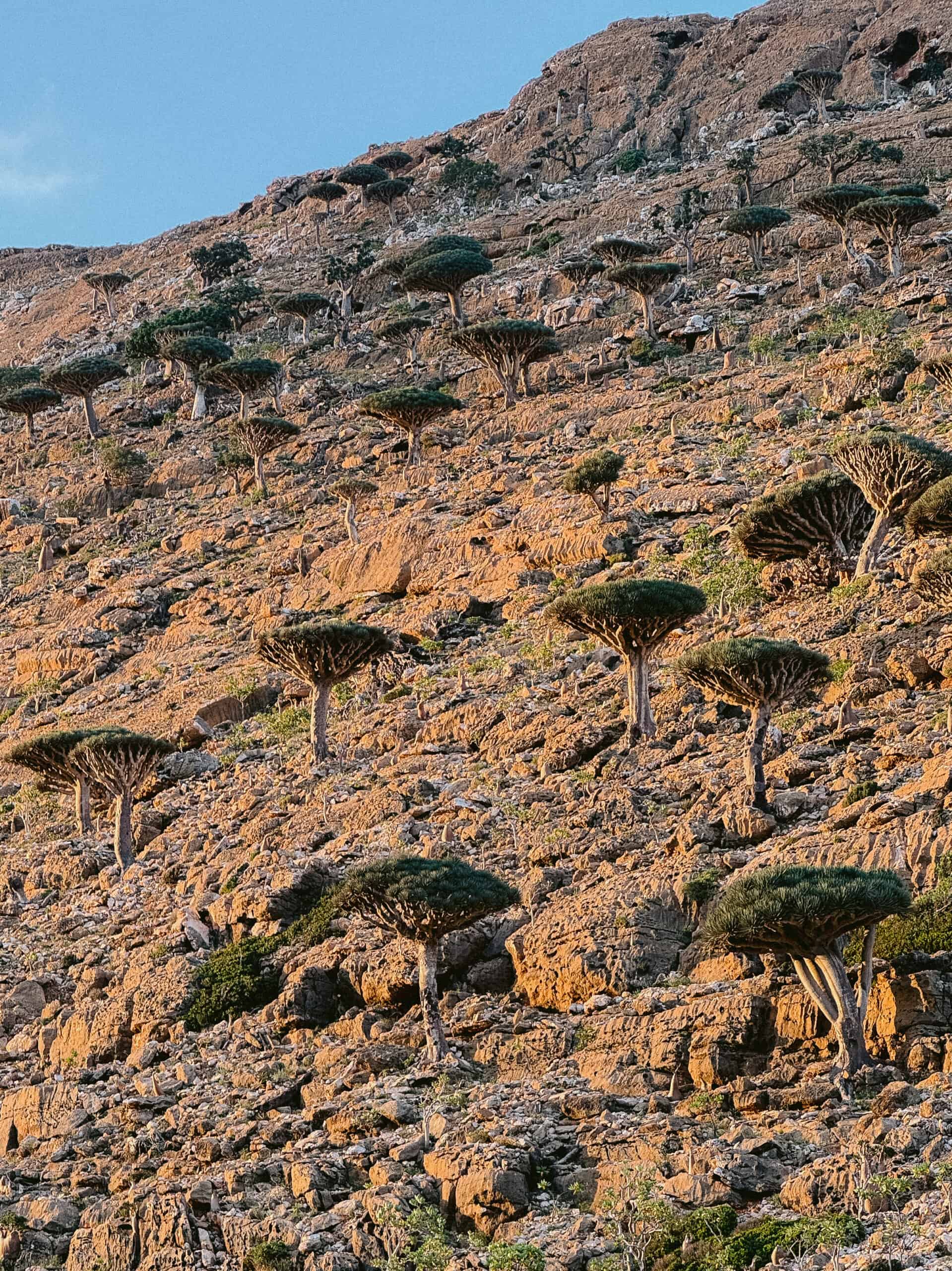 Dragon blood trees on a rocky hillside in Socotra at golden hour, highlighting the island’s unique and safe-to-explore landscapes.