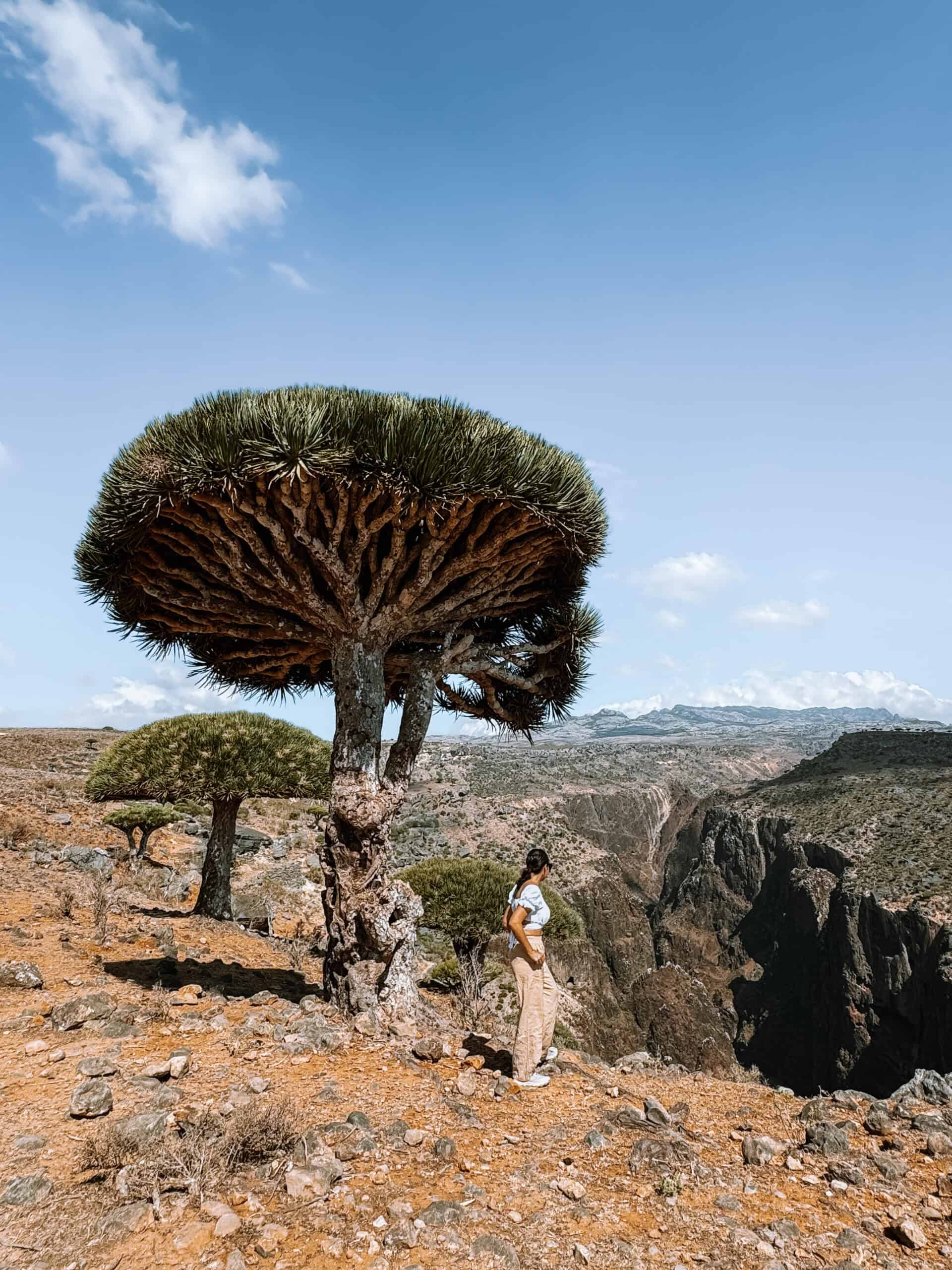 Traveler standing beneath a dragon blood tree on Diksam Plateau, Socotra, Yemen, overlooking dramatic canyons and rugged landscapes — one of the top things to do in Socotra for nature and adventure lovers.