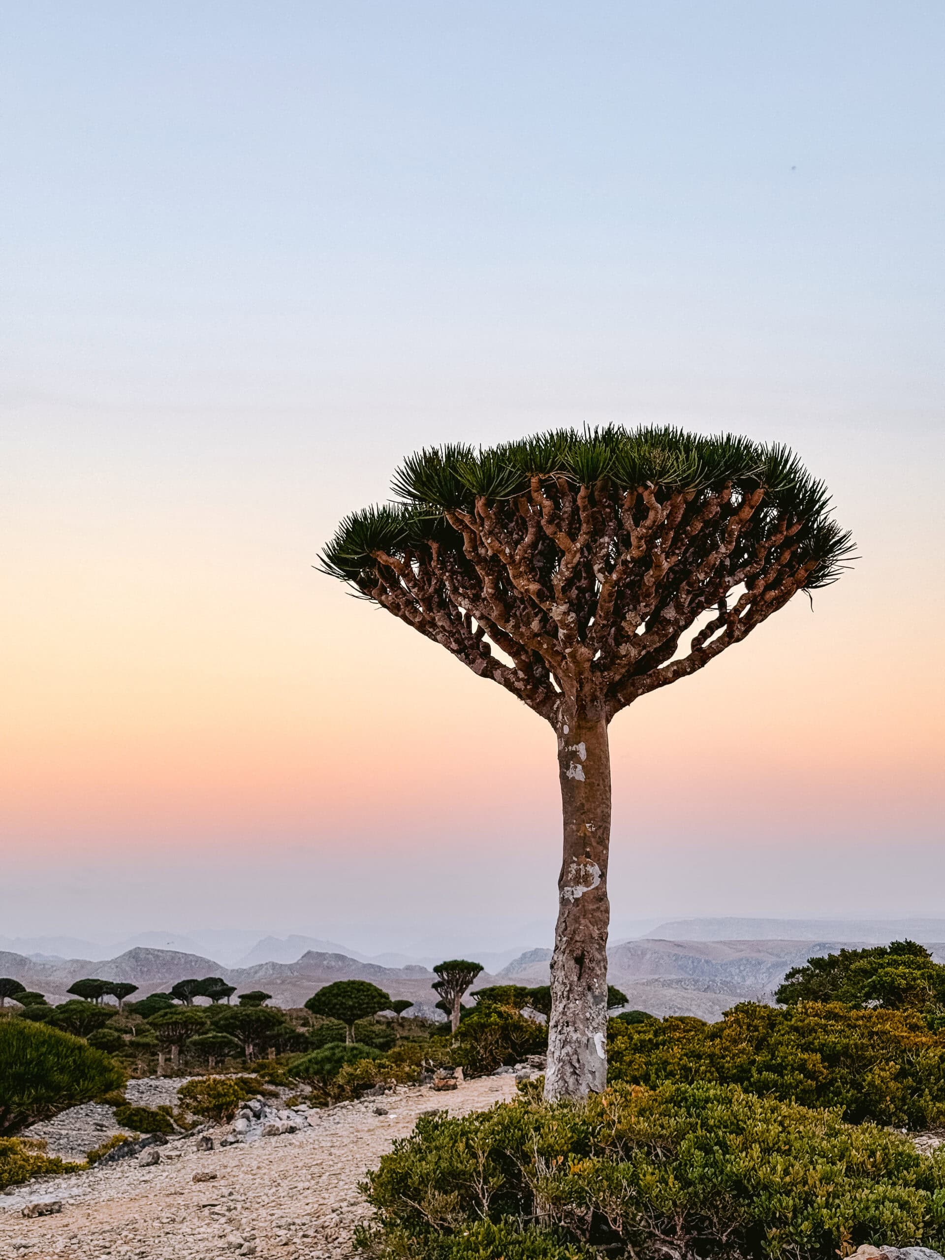 Dragon blood tree at sunset in Socotra, Yemen, with mountains and unique landscapes in the background.