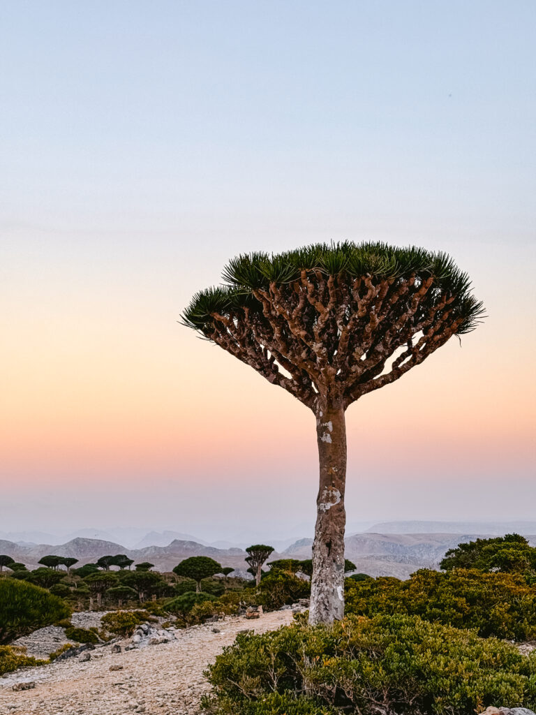 Iconic Dragon’s Blood tree in Firhmin Forest, Socotra, silhouetted against a pastel sunrise with distant mountains — one of the most photogenic and unique places to visit in Socotra.