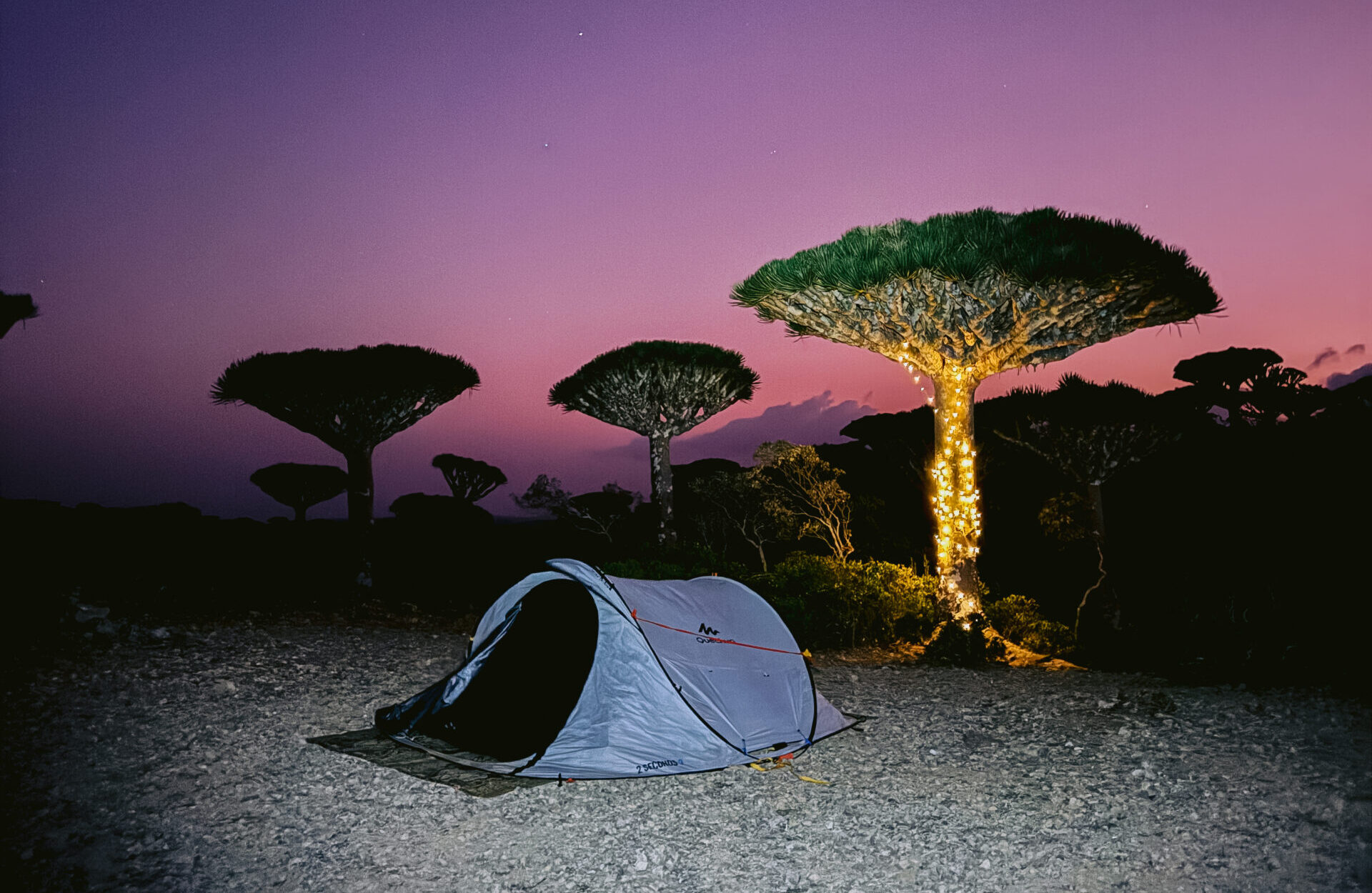 Camping under dragon blood trees in Socotra, Yemen, with a tent and fairy lights glowing at night.