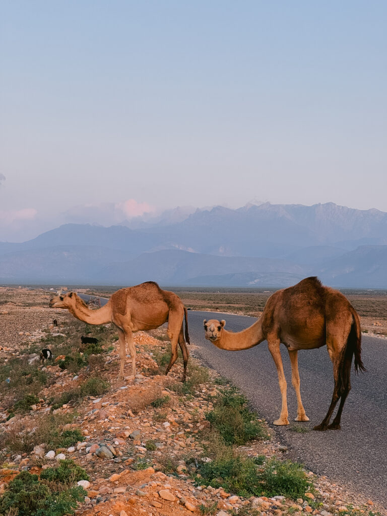 Two camels grazing by the roadside in Socotra, Yemen, with rugged mountain ranges in the background under a soft pastel sunset sky.
