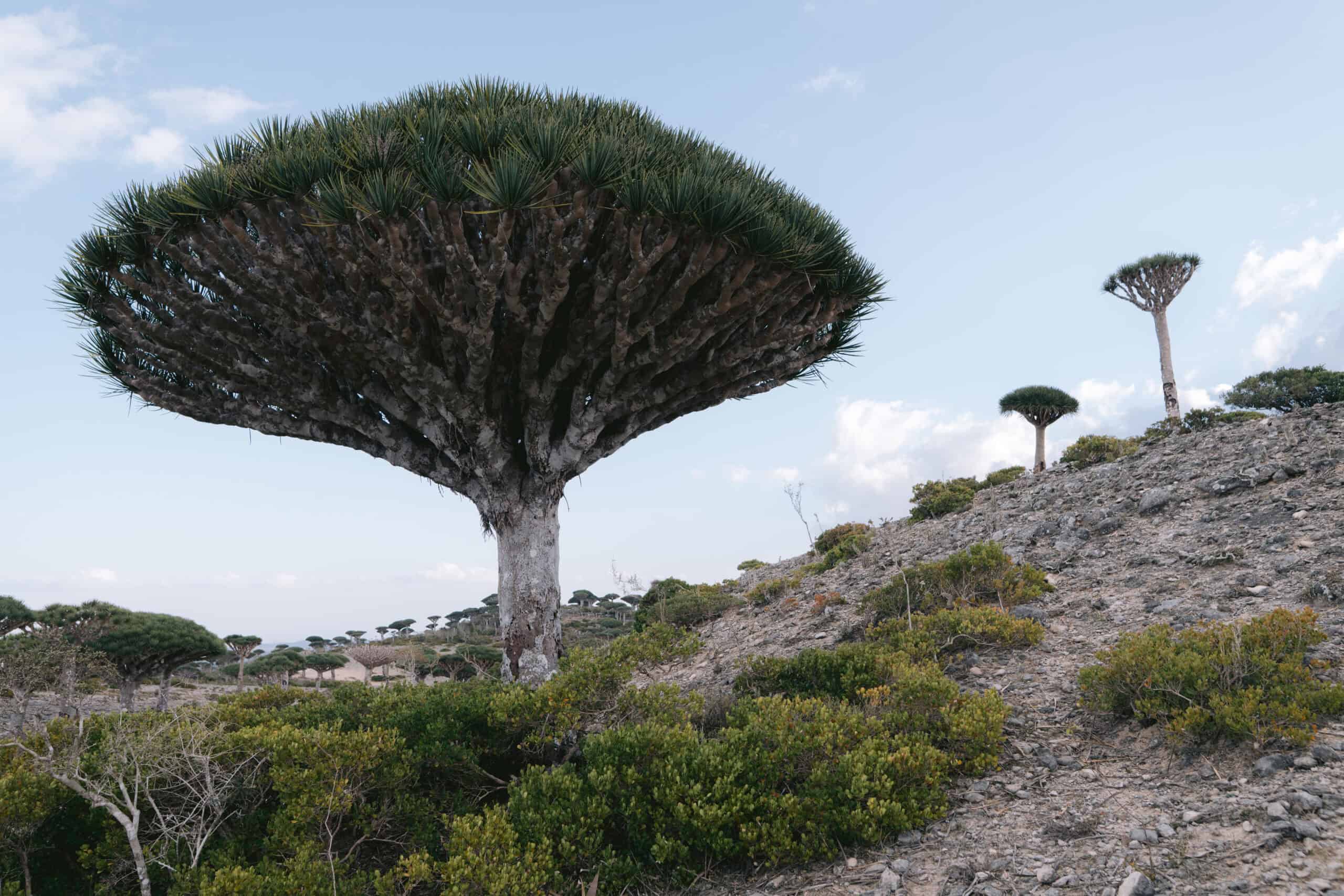 Dragon’s Blood Tree in Firhmin Forest, Socotra Island.