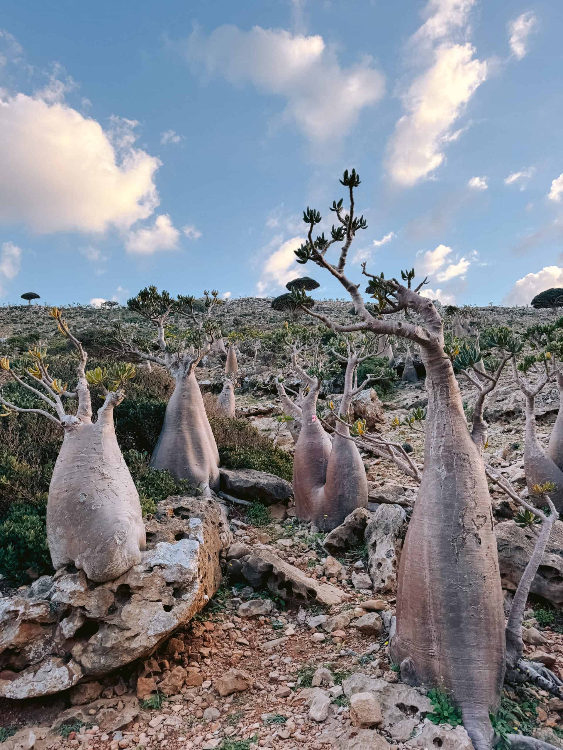 Cluster of bottle trees (desert roses) at sunset in Socotra Island.