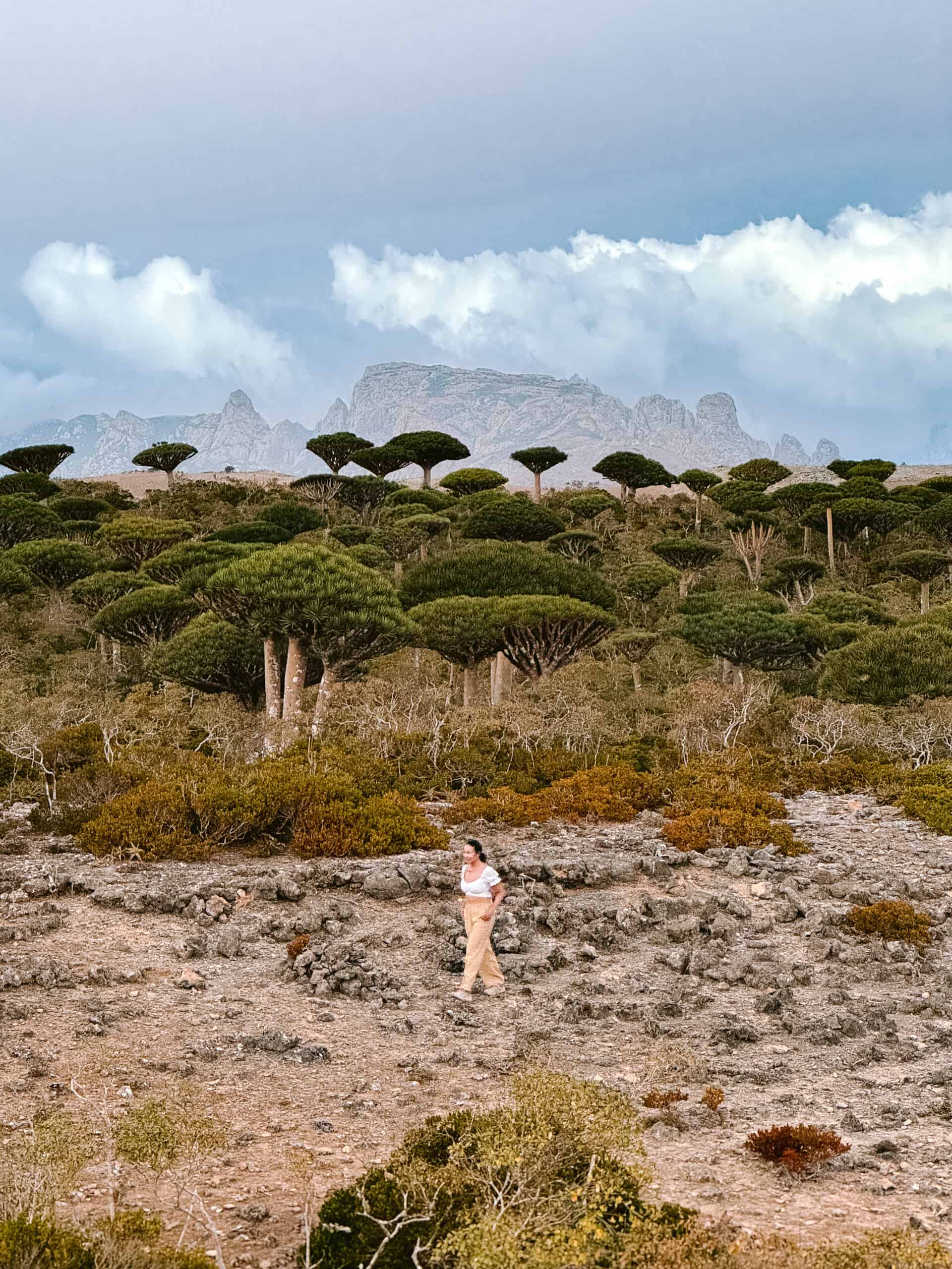 Dragon’s Blood Tree forest at Firhmin with mountains in the background, Socotra Island.